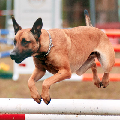 Lederwaren für Hunde