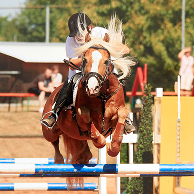 Lederwaren für Pferde